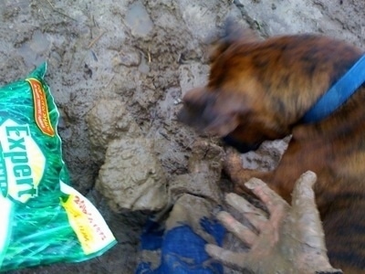 Bruno the Boxer jumping into the mud next to the person's muddy foot and hand with a bag of grass seed next to them