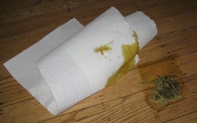 Dog puke containing grass and bile with a paper towel next to it