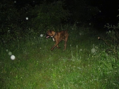 Bruno the Boxer running along the trail at night