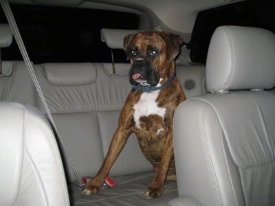 Bruno the Boxer sitting in the backseat of the mini van