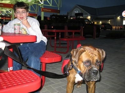 Bruno the Boxer waiting next to a red bench with Eric who is eating a water ice from Ritas