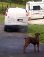 Bruno the Boxer standing on blacktop watching the van pull off
