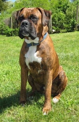 Bruno the Boxer sitting outside