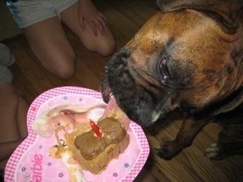 Close Up - Bruno the Boxer licking the cake that is on a heart shaped pink barbie plate
