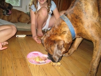 Bruno the Boxer getting the cake on the floor as he eats it off of the pink heart shaped Barbie plate