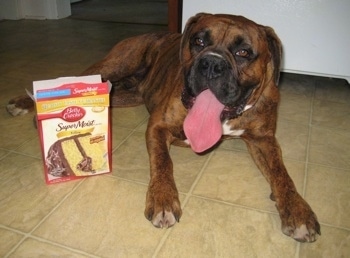 Bruno the Boxer laying on a tiled floor next to a 'Betty Crocker' Box