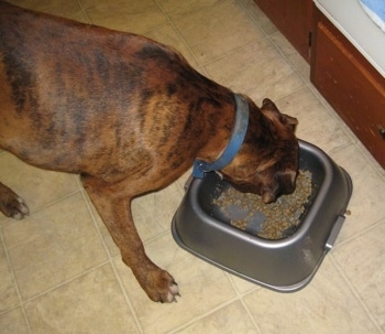 Bruno the Boxer eating out of his food bowl