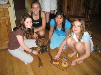 Bruno the Boxer staring at the cakes placed in front of him, while 5 people around him are posing for a picture