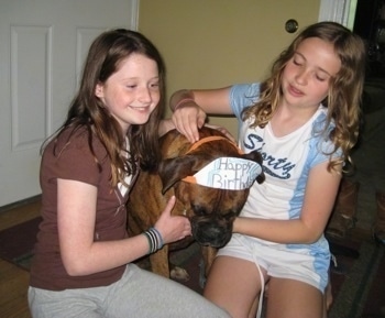 Bruno the Boxer having a homemade Birthday hat placed on him by two kids