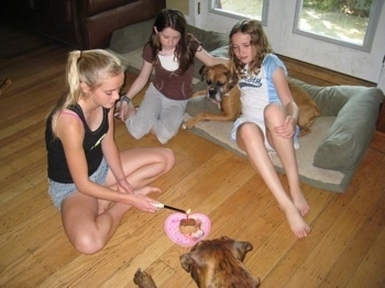 Amie sitting on the floor lighting a candle, with Sara and Jordan on a dog bed with Allie the Boxer and Bruno the Boxer staring at the pastry