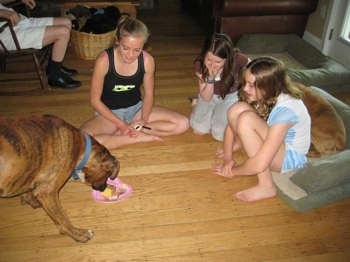 Bruno the Boxer eating the cake while the kids watch