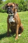 Bruno the Boxer 1 Year Old