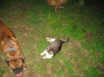 Bruno the Boxer walking next to Trouble the cat who is laying down in the feild