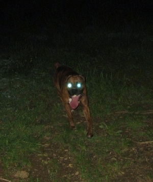 Bruno the Boxer running on hike. The photo makes it look like he has glowy eyes