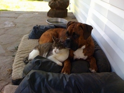 Bruno the Boxer laying on the outside bed with a cat snuggled up in front of him