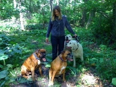 Allie and Bruno the Boxers with Tacoma and Tundra the Great pyrenees on a pack walk with their owner in the woods