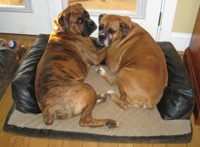 Allie and Bruno the Boxer at 9 months old laying in a dog bed together