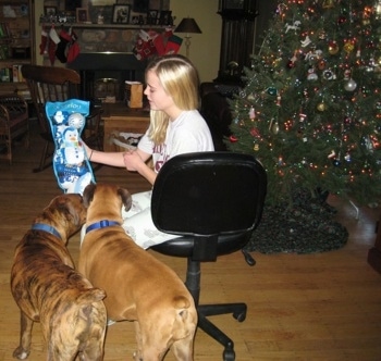 Bruno and Allie the Boxers opening toys with Amie