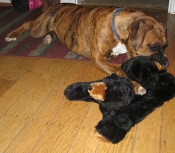 Bruno the Boxer playing with his new stuffed bear