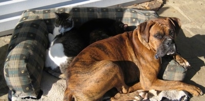 Bruno the Boxer in an outside dog bed laying with two cats