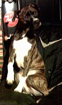 The front left side of a brindle with white Bullboxer Pit that is sitting with its back against the back of a on a couch. There is a skateboard behind it.