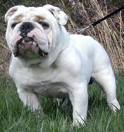 Bulldog Dog Breed Information and Pictures