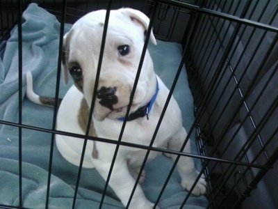 Isyss the Bullypit sitting on a pillow in a dog crate