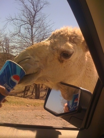 A Camel is drinking out of disposable Pepsi cup which is being held out the window of a car by a person