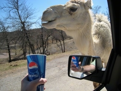 A Camel being given a disposable Pepsi cup to drink out of