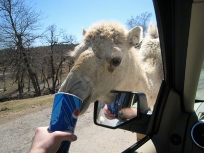 A Camel with a tag that says '83' on its ear drinking out of disposable Pepsi cup which is being held out the window of a car by a person