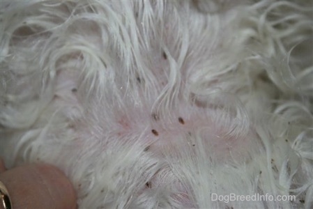 The white fur of a dog with canine lice and person with a gold ring splitting the fur to get a better look