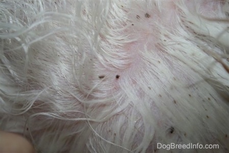 Close up of the long white fur on a dog with the hairs parted to show canine lice