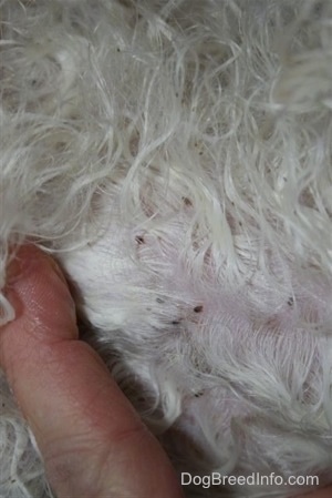 Close up - A white dog with little black dots of canine lice in its long white coat