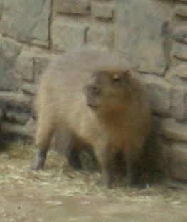 Capybara standing against a brick wall