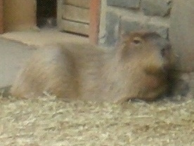 The front right side of a Capybara laying in hay against a brick wall