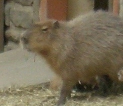 The left side of a Capybara that is walking across hay.