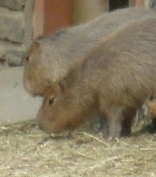 Two Capybaras standing around on hay. The front most is digging in the hay with its nose.