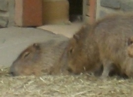 Two Capybaras sleeping on hay