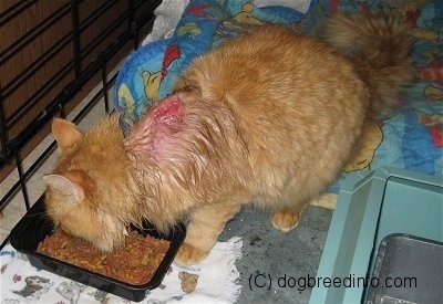 Cat with removed skin eating food