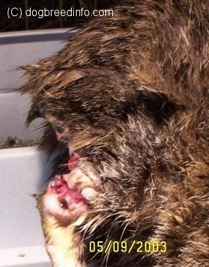 Close Up - The right side of a wound on the leg of a cat.