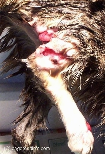 Close Up - An open wound that is on the leg of a Cat.