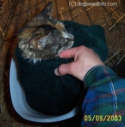 Close Up - The right side of a Cat that is sitting in a bath of epsom salts and it is wrapped in a towel. A hand is grabbing the towel that the Cat is wrapped in.