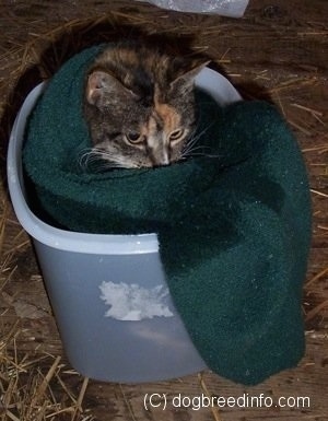 Close Up - A Cat is wrapped in a towel and it is inside of a container that has epsom salts and water in it.