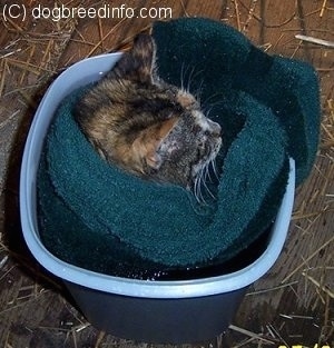 Close Up - The right side of a cat that is sitting in a container soaking in epsom salt with a towel wrapped around her