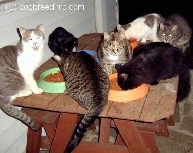 A Cluster of Cats eating Cat Food on a picnic table