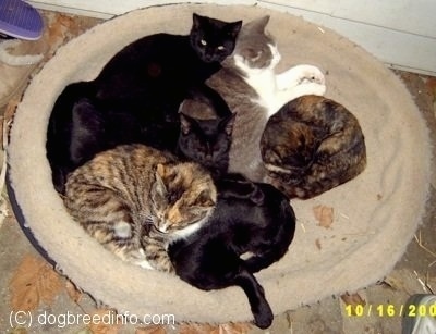 A Cluster of cats Cuddled together in a dog bed