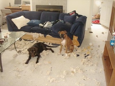 Ellie the chocolate Lab and Lola the Boxer sitting and laying in front of a couch in a huge mess. The bottom part of the couch is chewed to the wood and the stuffing is all over the floor 