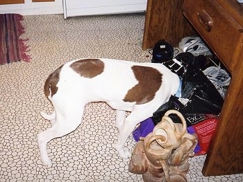 Cricket the Springer Spaniel/Pit Bull Mix is digging its head into the pile of bags under the table