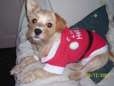 Molly the Cavestie dog wearing a red and white Santa Clause hoodie shirt that says 'Santa's Little Helper' on a couch and looking at the camera holder