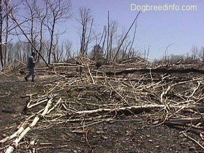 A person standing in front of a bunch of dead sticks